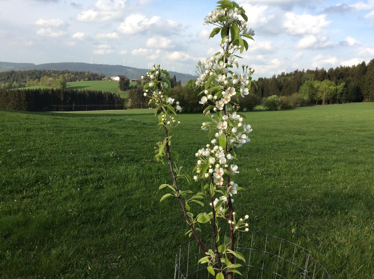 Ferienbauernhof Koller Villa Helfenberg Luaran gambar
